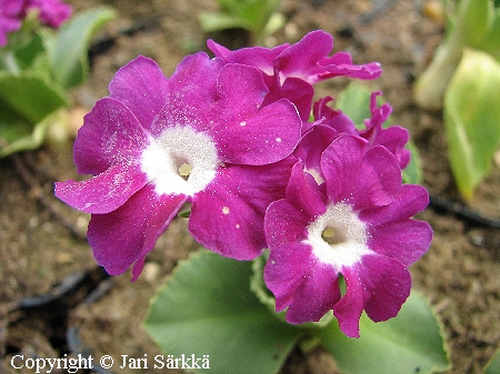 Primula x pubescens, pihaesikko